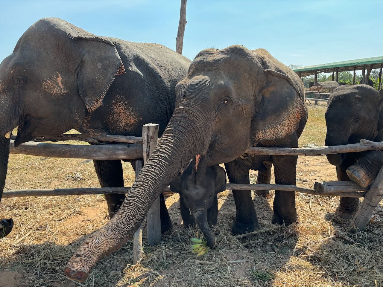 ctivities with Elephants